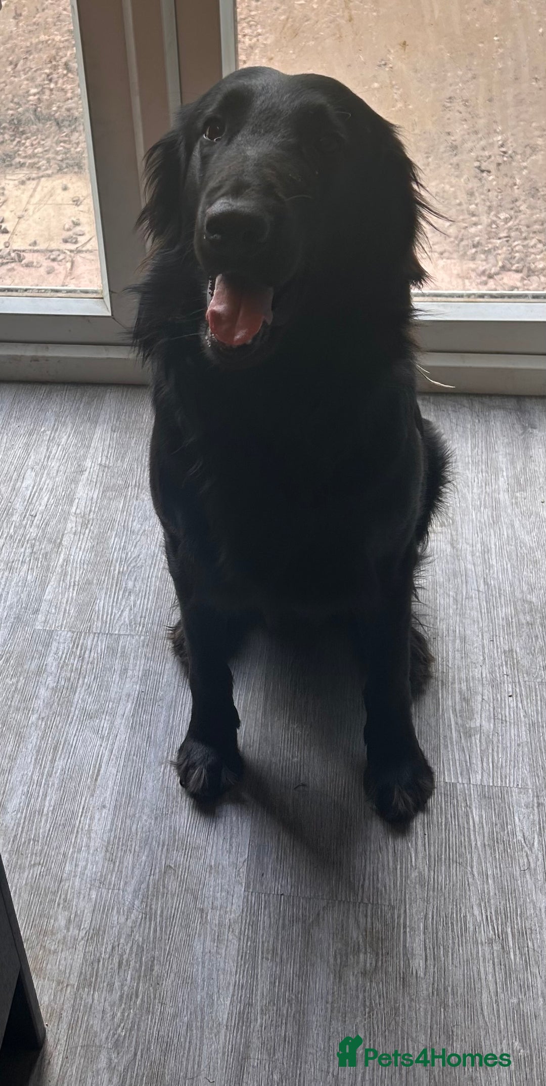 Flat coated Retriever dogs for sale: Flat coat retriever  - Image 4