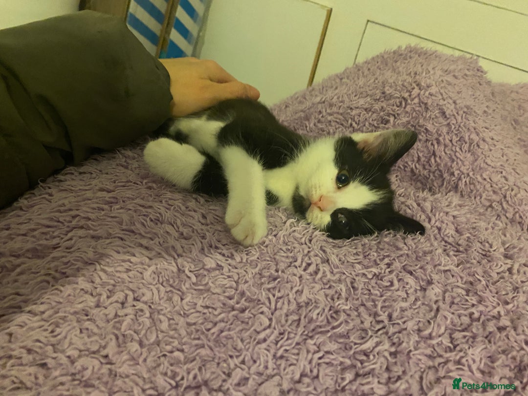 Mixed Breed cats for sale: 1/2 British shorthair/mixed kittens - Advert 7