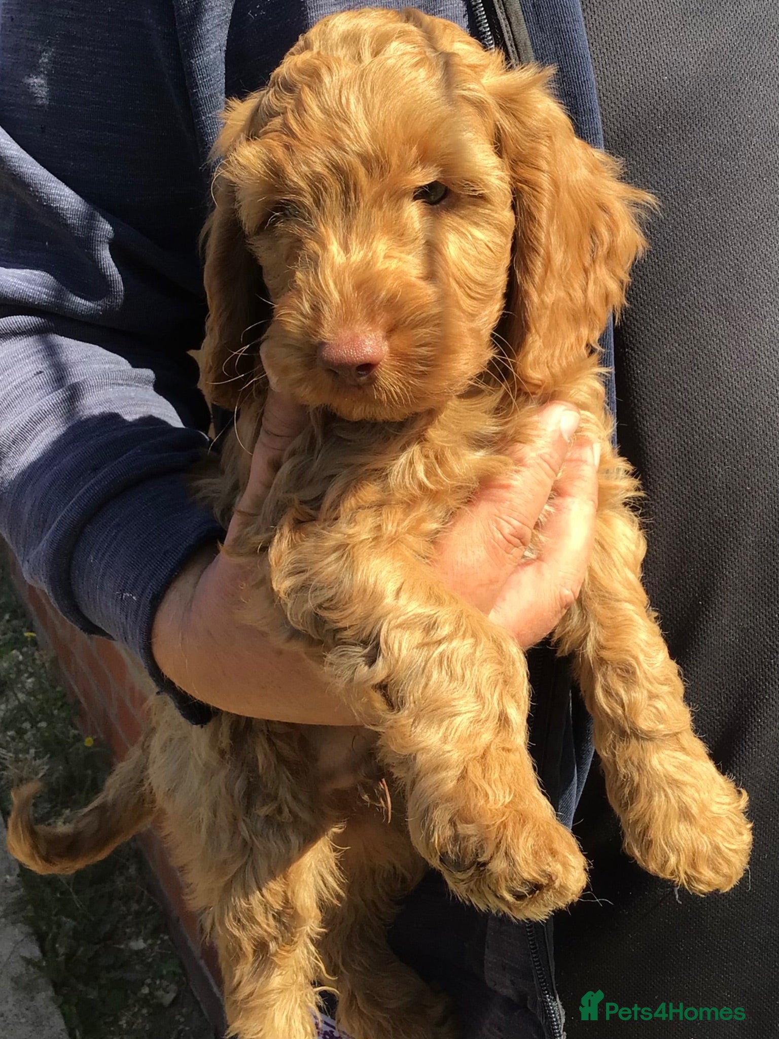 Cockapoo dogs Handsome f2 cockapoo boy READY NOW!! - Advert 16