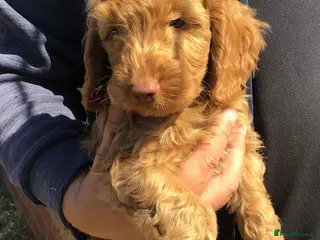 Cockapoo dogs Handsome f2 cockapoo boy READY NOW!! - Advert 16