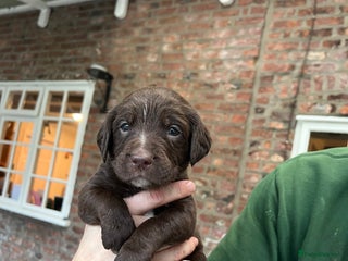 Springador dogs Quality Springadors: Health Tested, Working Lines - Advert 1