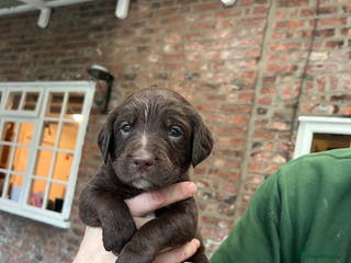 Springador dogs Quality Springadors: Health Tested, Working Lines - Advert 10