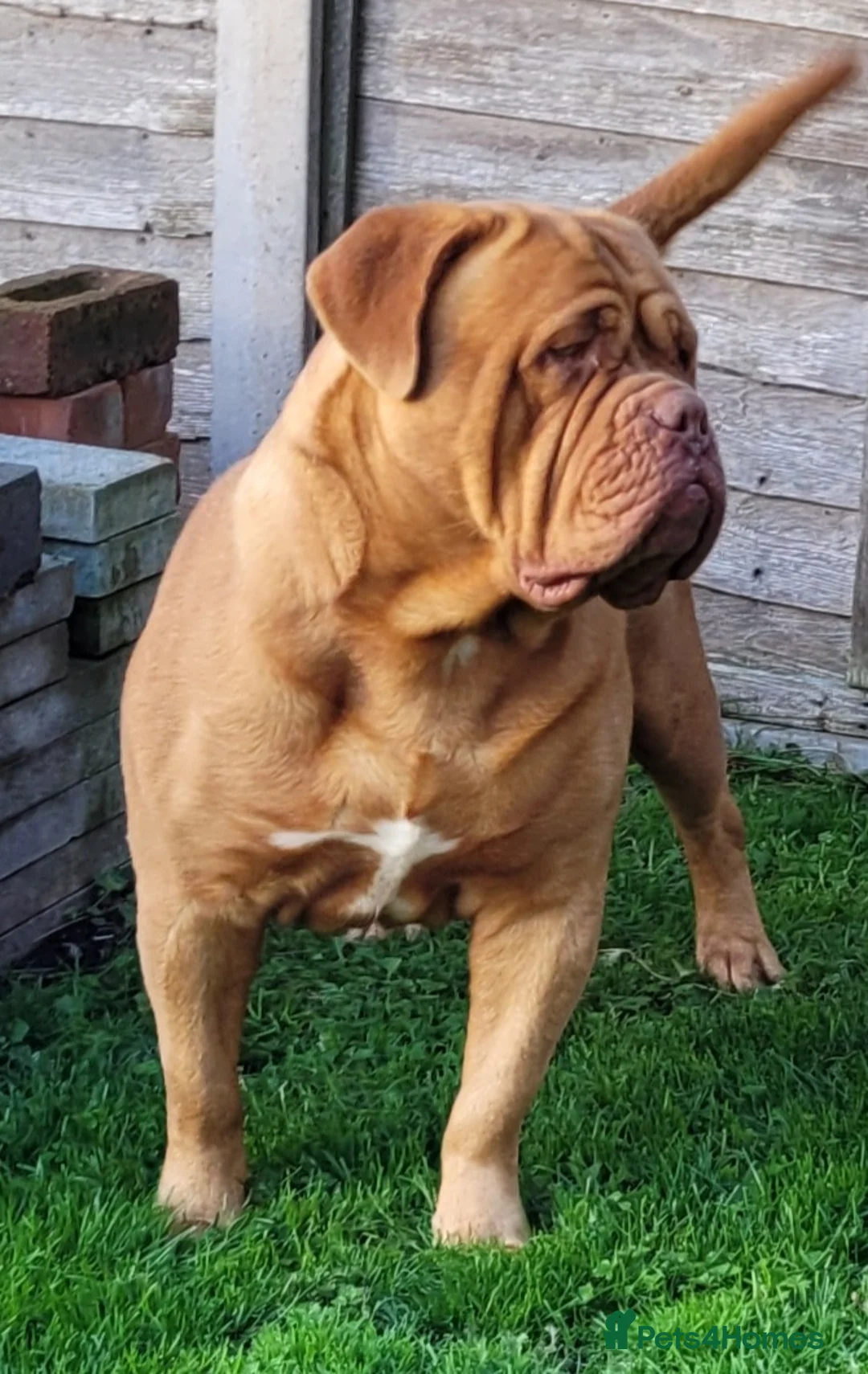 Dogue De Bordeaux dogs for stud: Stunning young lad  in Stourbridge - Advert 5