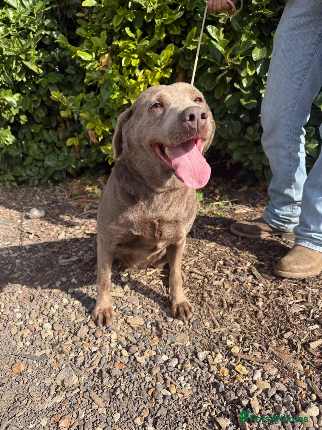 Labrador Retriever dogs for sale: Lovely silver Labrador girl  - Advert 2