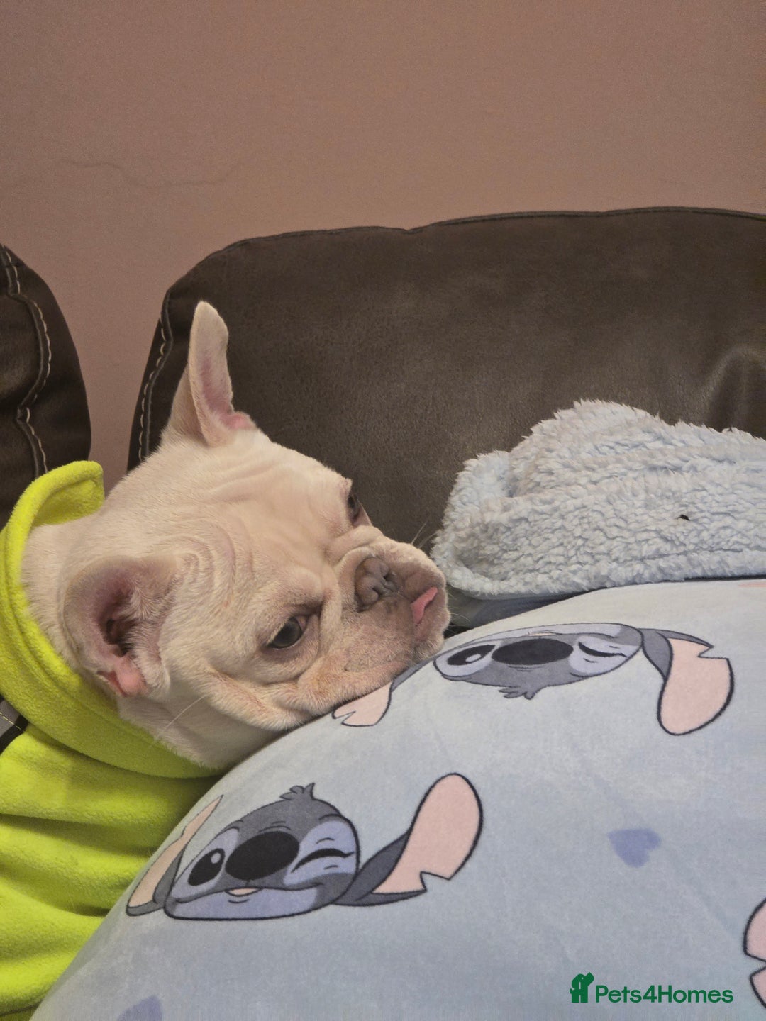 French Bulldog dogs for sale: Mylo-French Bulldog-8 months - Advert 8