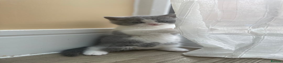 British Shorthair Kitten 5