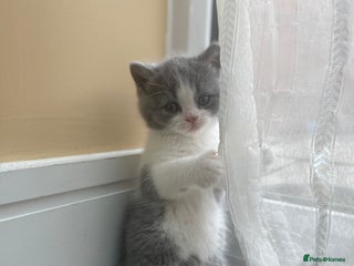 British Shorthair cats - Advert 17