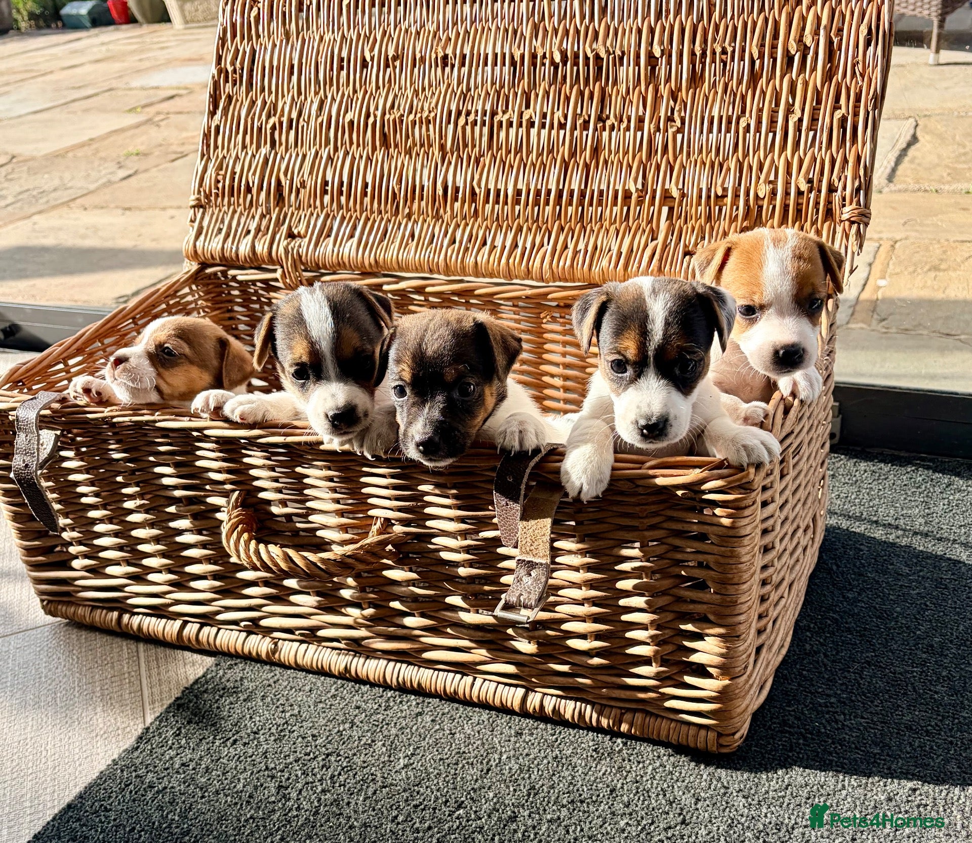 Jack Russell dogs Beautiful Jack Russell pups, petite, smooth coat.  - Advert 1