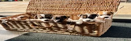 Jack Russell dogs for sale: Beautiful Jack Russell pups, petite, smooth coat.  - Advert 1
