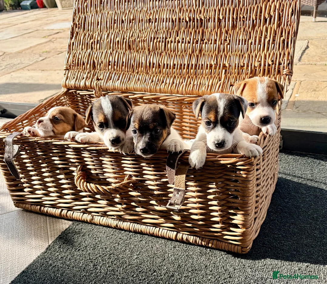 Jack Russell dogs for sale: Beautiful Jack Russell pups, petite, smooth coat.  - Advert 1