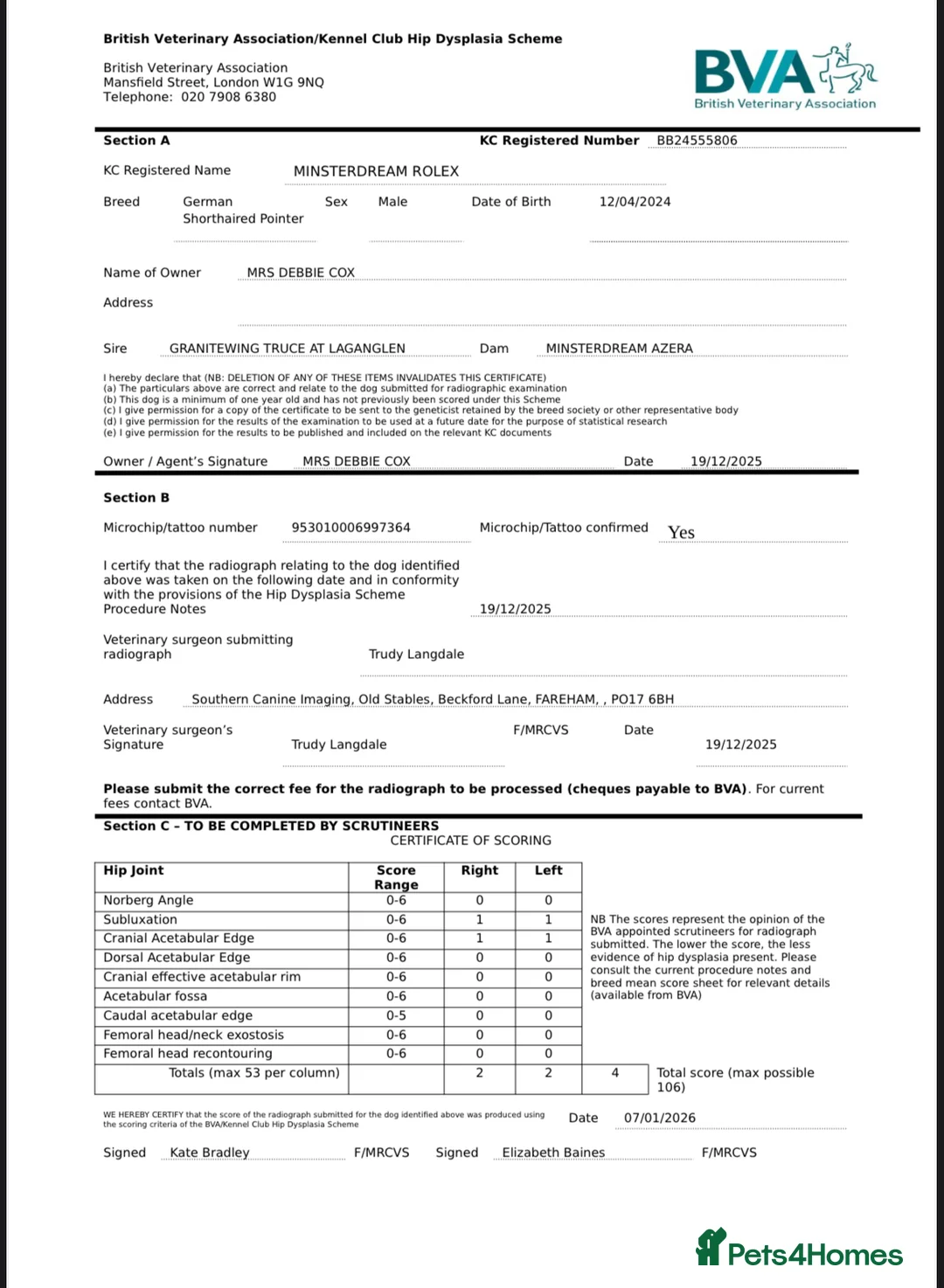 German Shorthaired Pointer dogs for stud: Outstanding GSP for stud - Advert 11