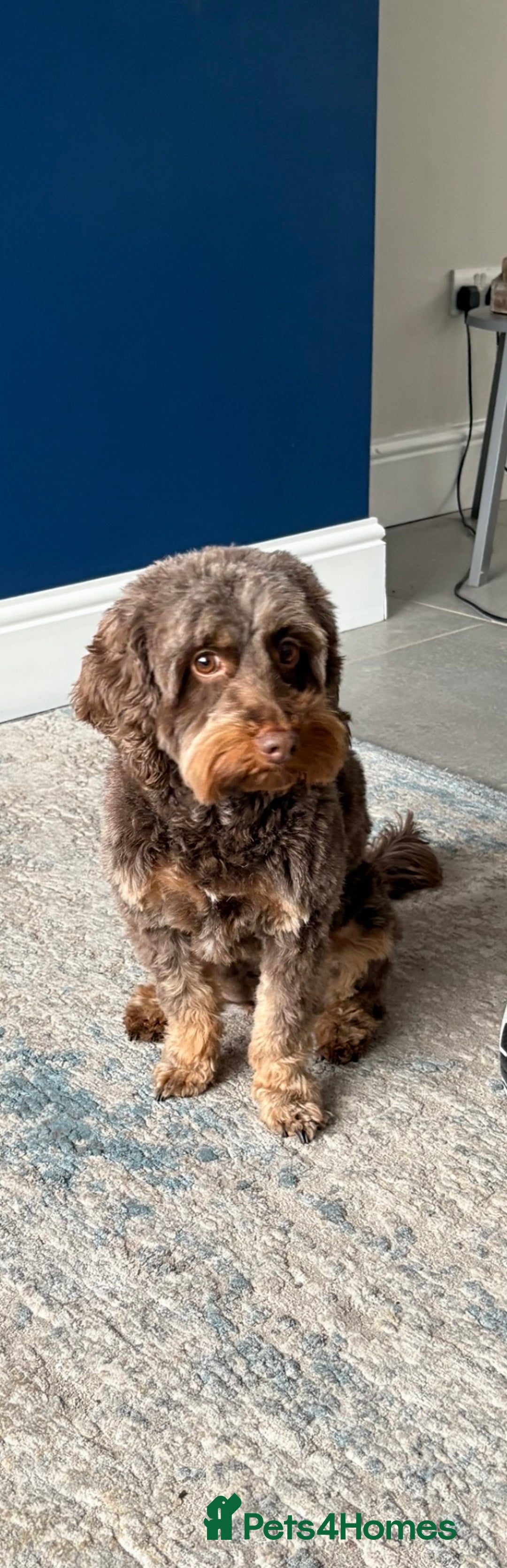 Cockapoo dogs for sale: Beautiful F1B Cockapoo Puppies - Advert 2