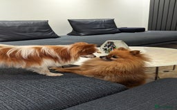 Pomeranian dogs for stud: Pomeranian and papillon boys ready for stud  in Camberley - Image 5