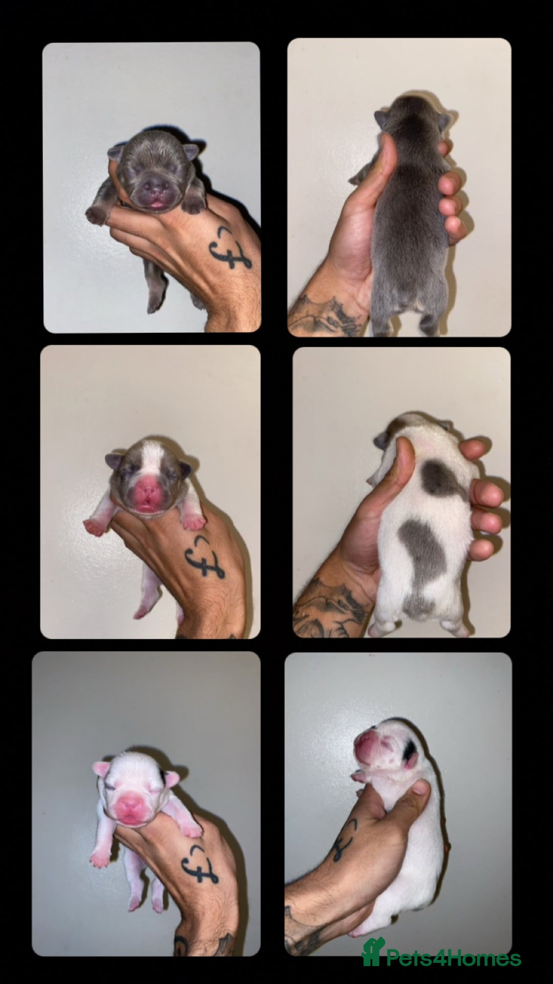 French Bulldog dogs for sale: French bulldogs  - Image 2