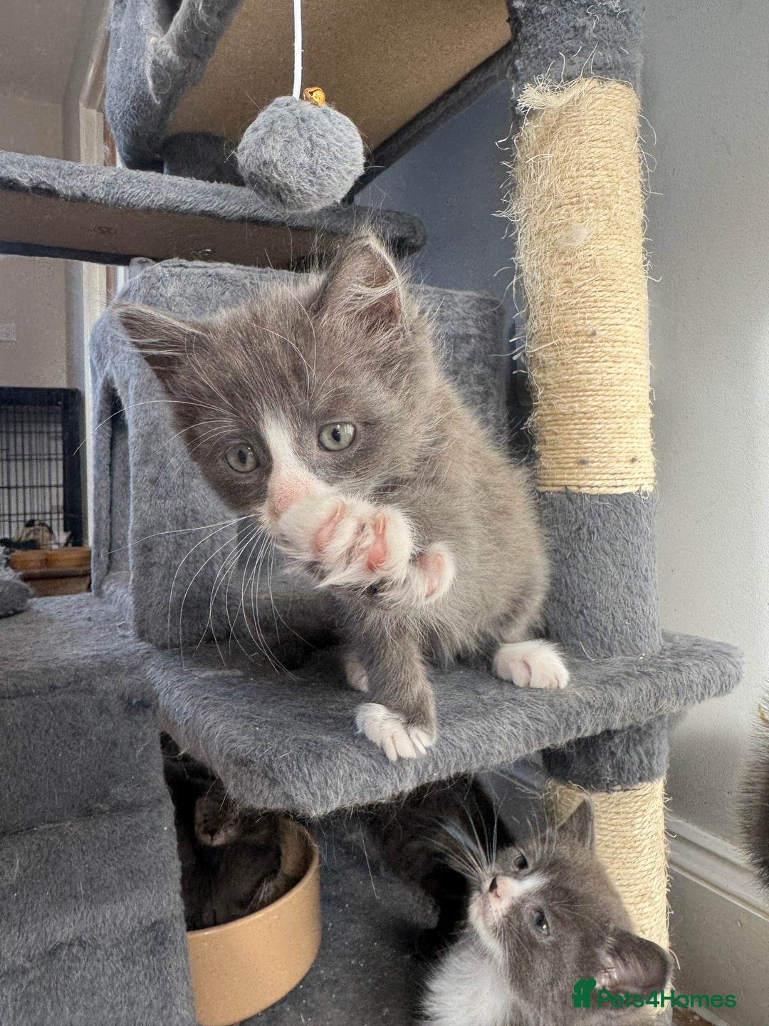 Mixed Breed cats for sale: Stunning Maine coon cross ragdoll kittens - Image 3