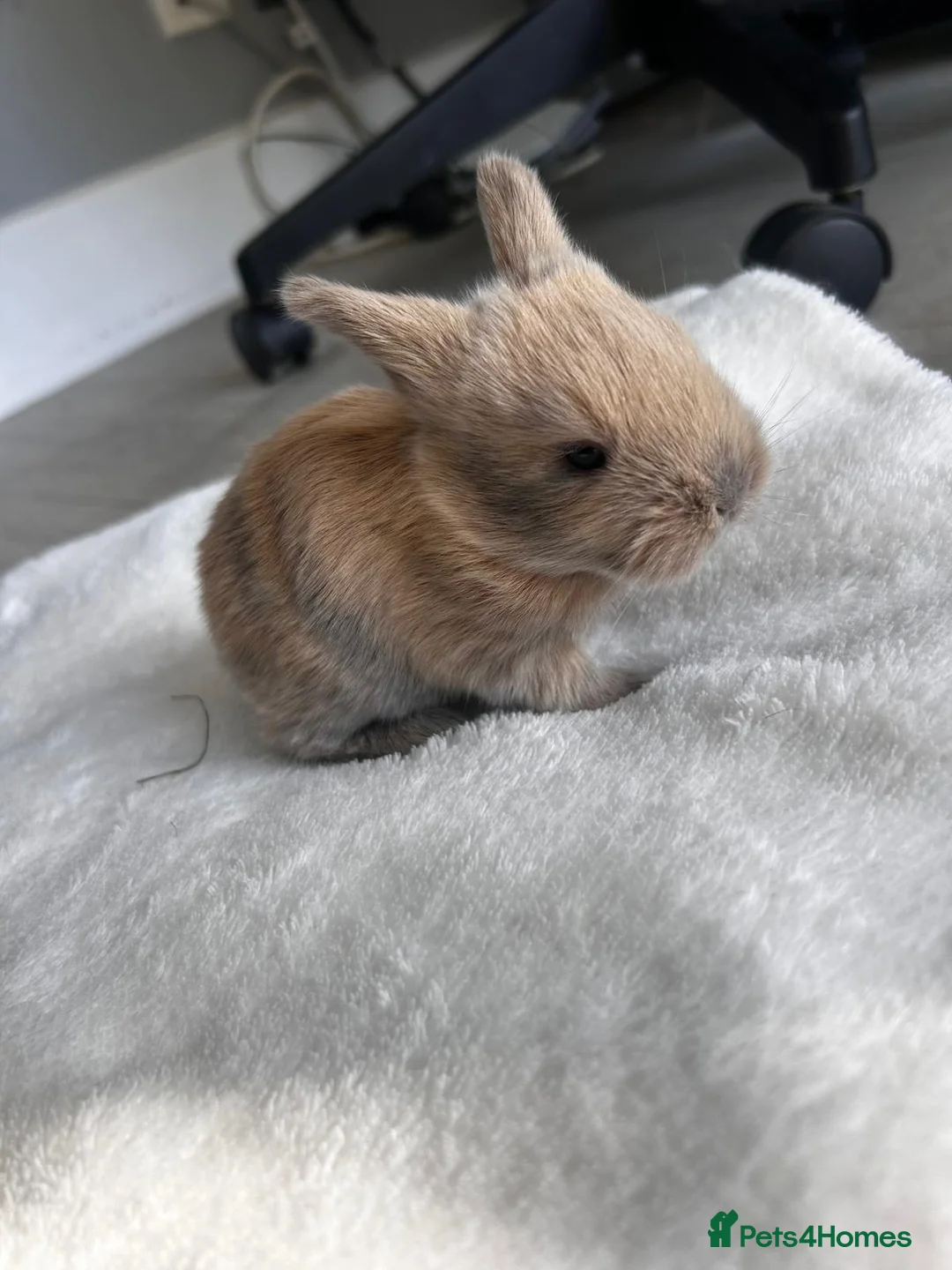 Mixed Breed rabbits for sale: Lop mixed bunnies  - Advert 2
