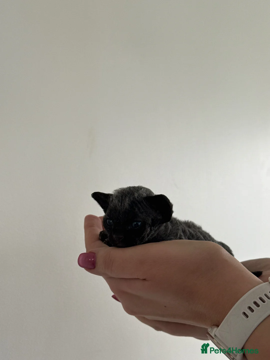 Devon Rex cats for sale: Pretty little babies 😻 really to reserve - Advert 2