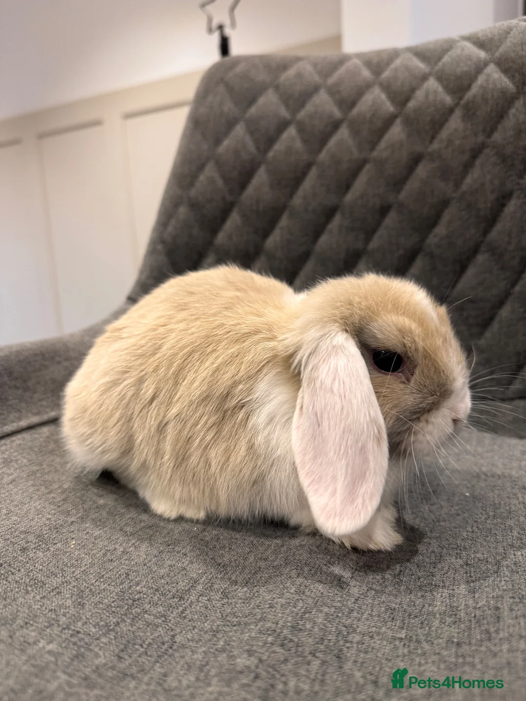 Mini Lop rabbits for sale: Pure bred Mini Lop Bunnies  - Advert 2