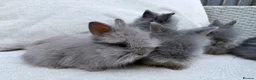 Lionhead rabbits for sale: Fluffy double mane lion head rabbits for sale  - Advert 12