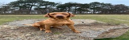 Labrador Retriever dogs for sale: KC Fox Red Labrador Pups FTCH Sire - Health Tested - Advert 3