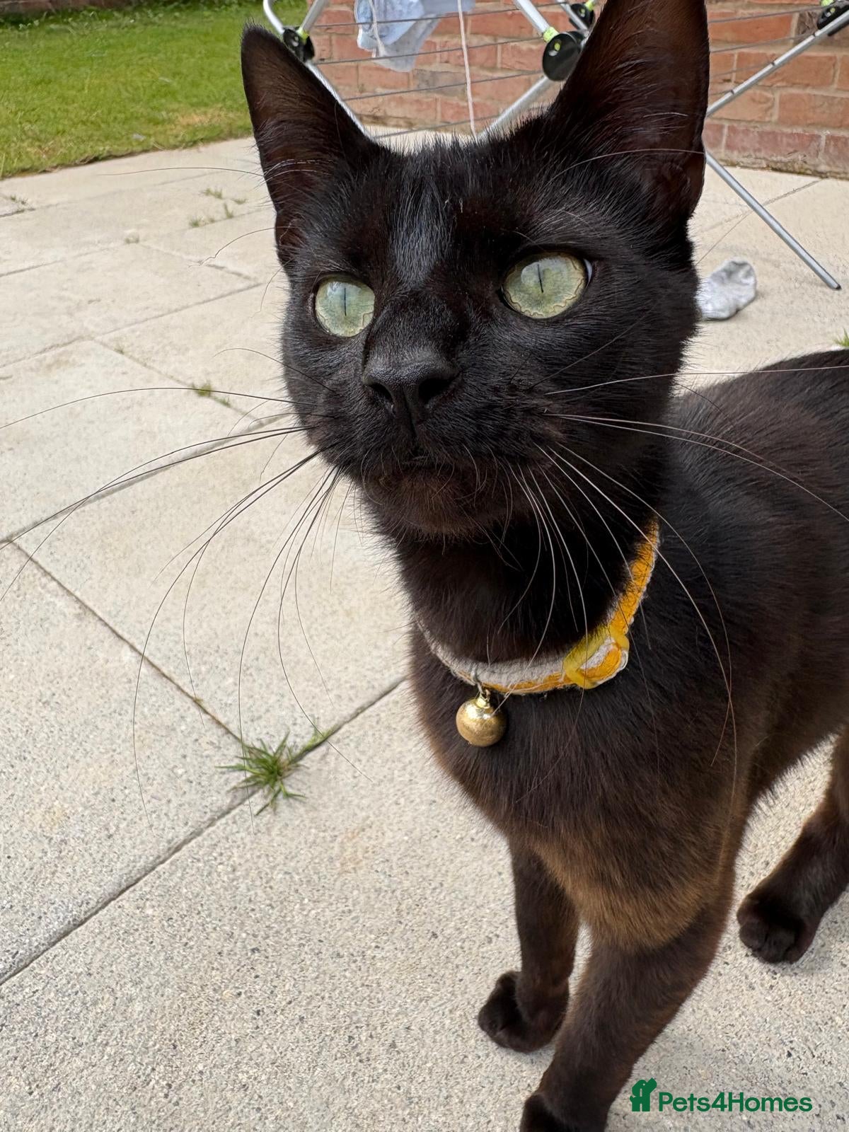 Bombay cats 1 year old cat  - Advert 15