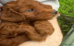 Cockapoo dogs for sale: Stunning toy size F1 cockapoo puppies - Image 13