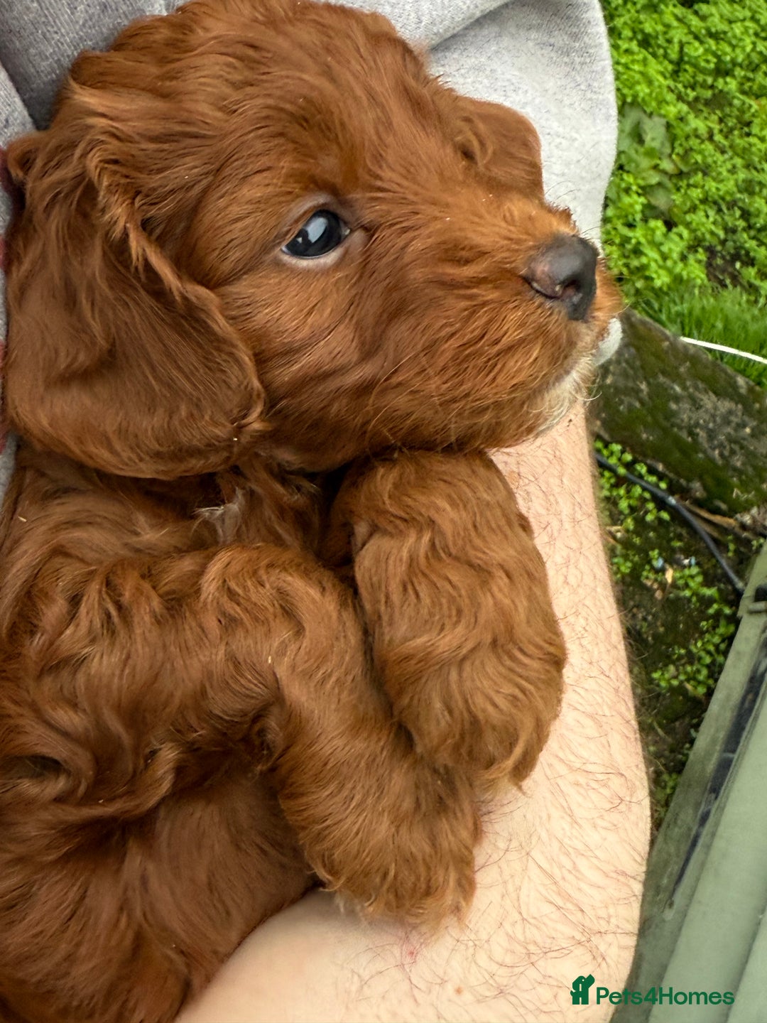 Cockapoo dogs for sale: Stunning toy size F1 cockapoo puppies - Image 13