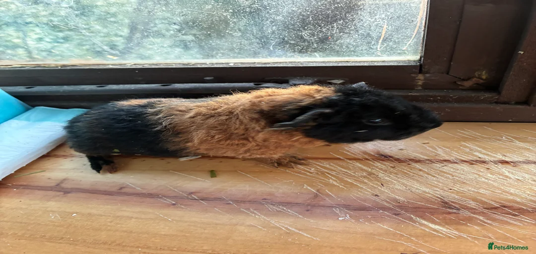 Gallery Image {{count}}