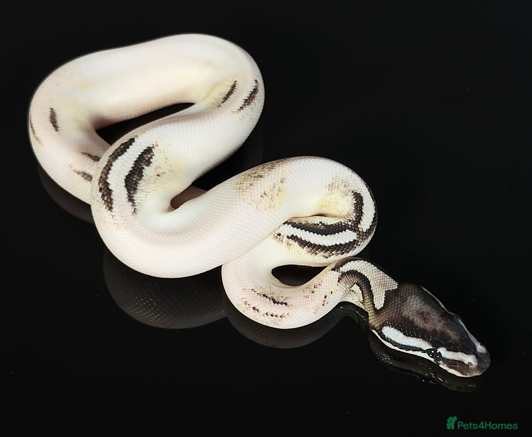 Python Snake reptiles for sale: Royal pythons  - Image 13