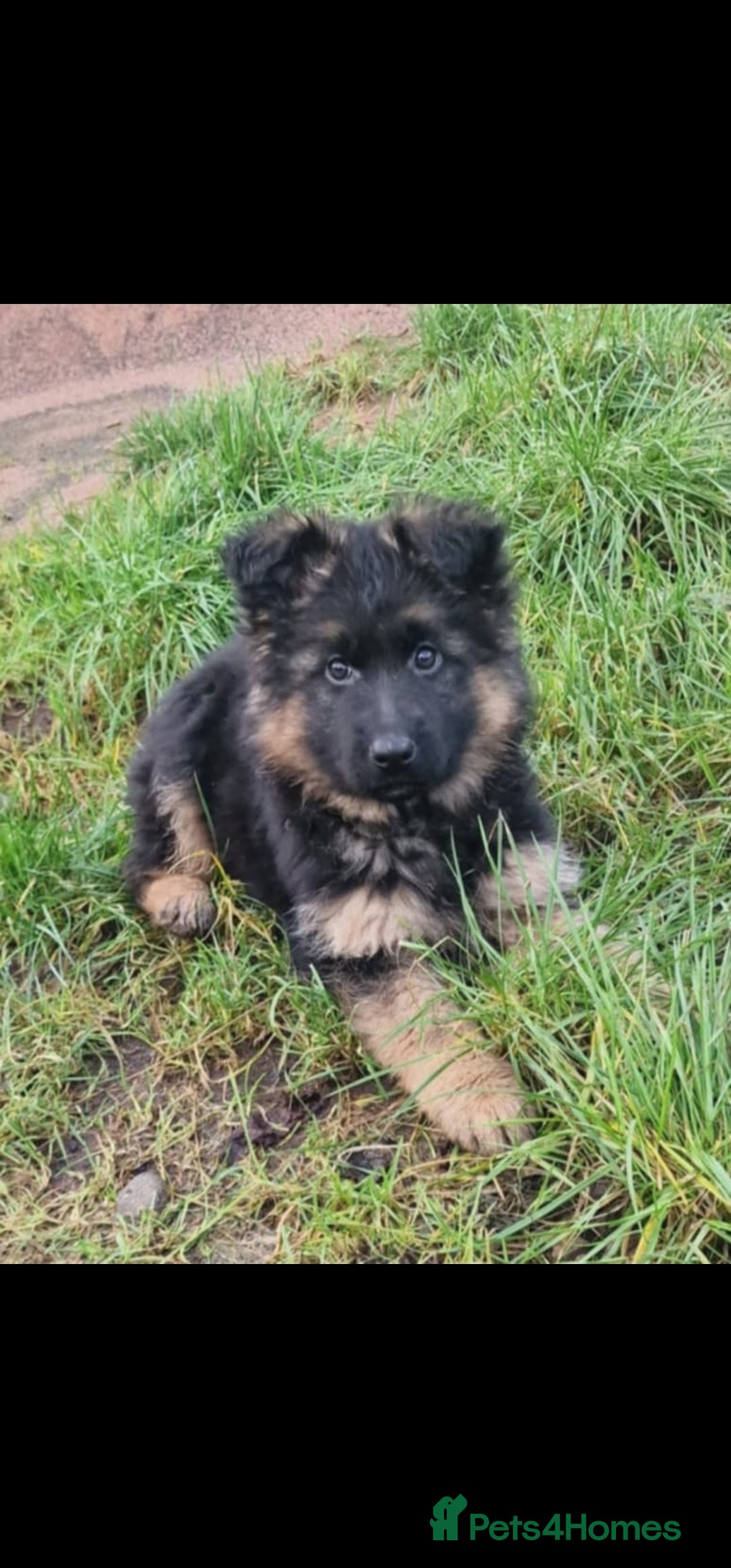 German Shepherd dogs German Shepherd pups  - Advert 16