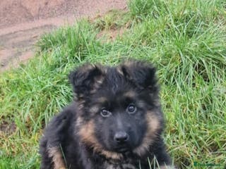 German Shepherd dogs German Shepherd pups - Advert 16