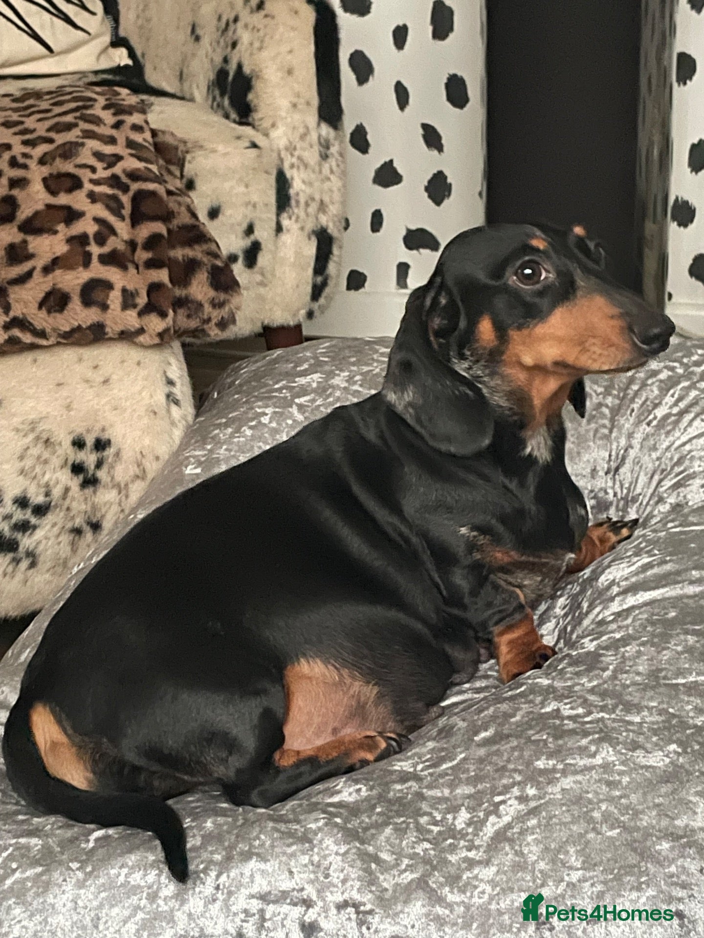 Dachshund dogs for sale: Dachshunds  - Advert 12