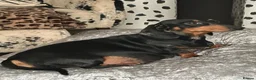 Dachshund dogs for sale: Dachshunds  - Advert 1