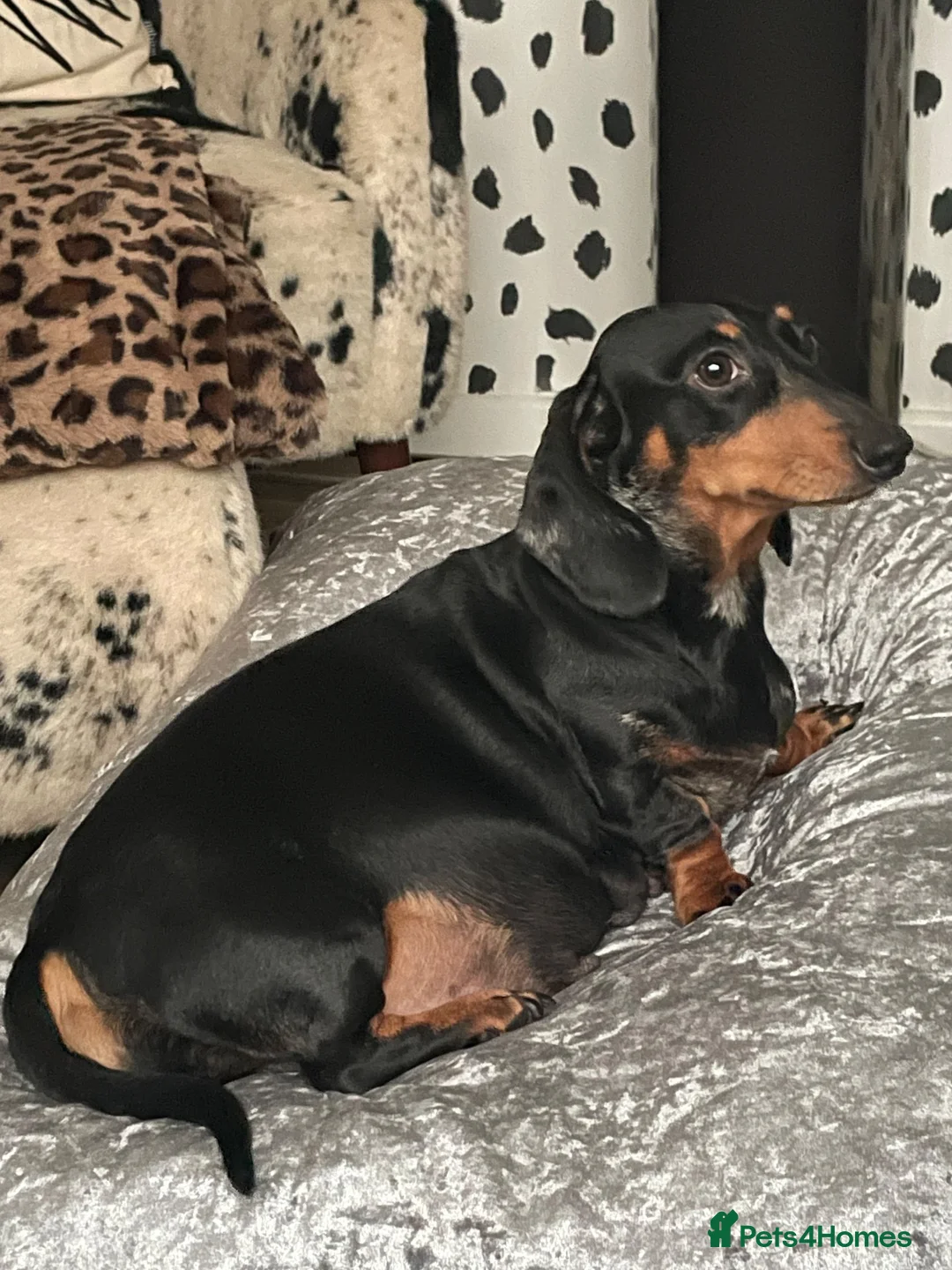 Dachshund dogs for sale: Dachshunds  - Advert 1