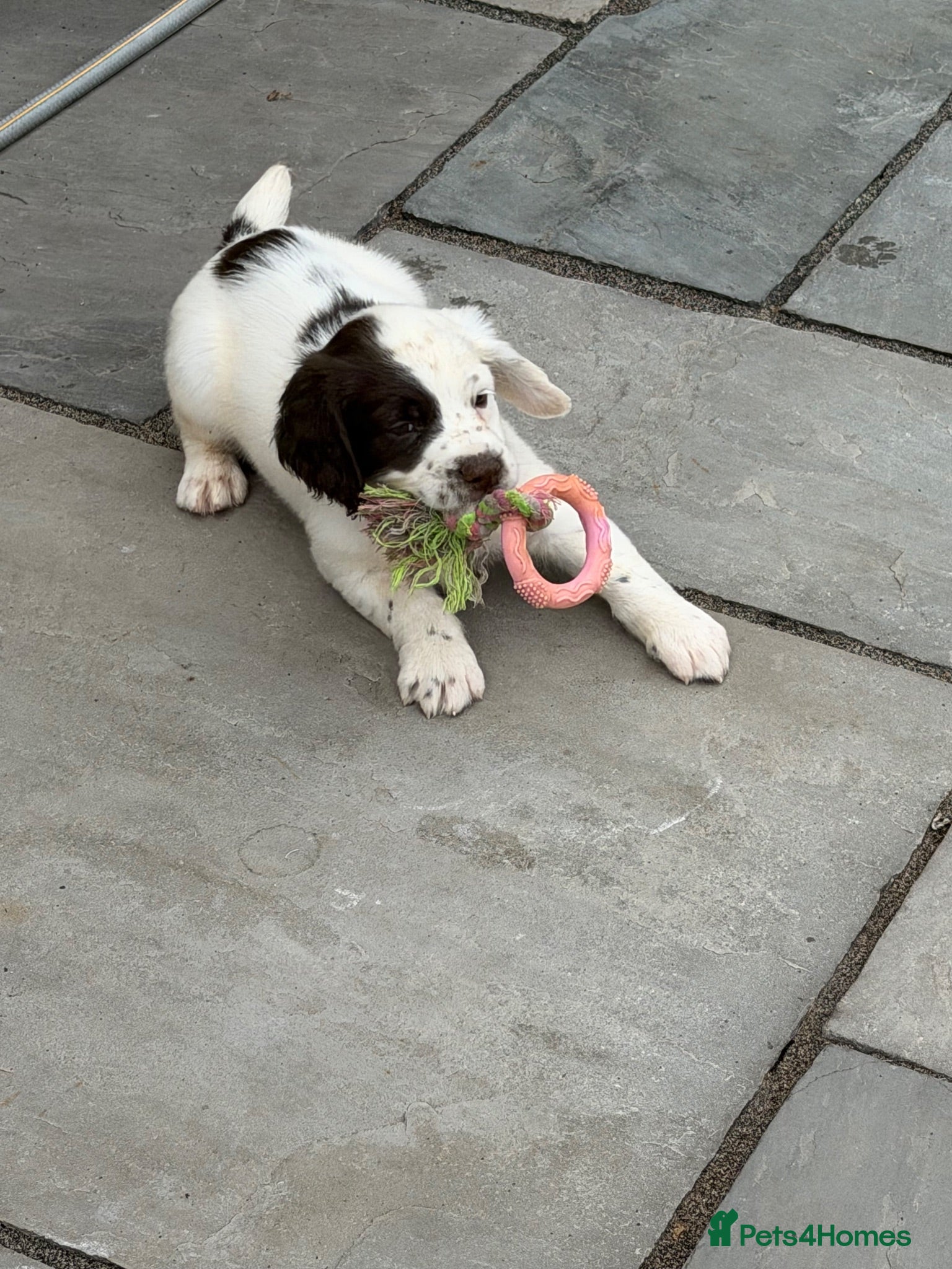 English Springer Spaniel dogs Quality English Working Springer Spaniel Puppies - Advert 2
