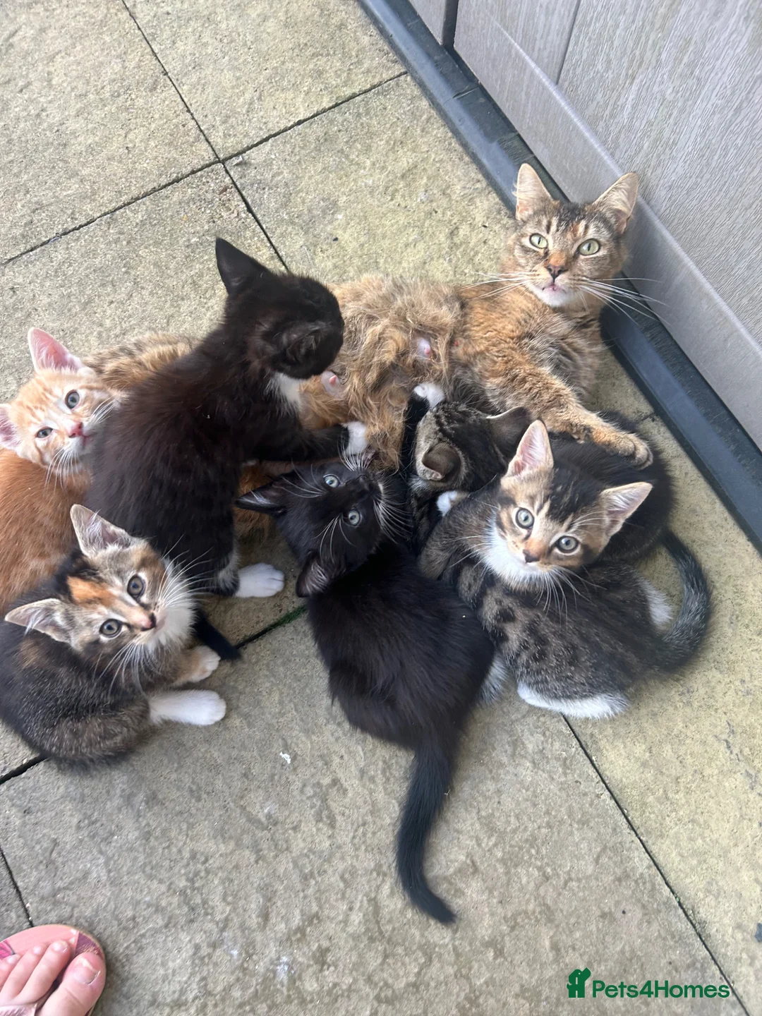 Mixed Breed cats for sale: Gorgeous kittens for sale  - Advert 1