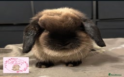 Mini Lop rabbits for sale: Vaccinated Purebred Minilops  - Image 3
