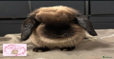 Mini Lop rabbits - Advert 3