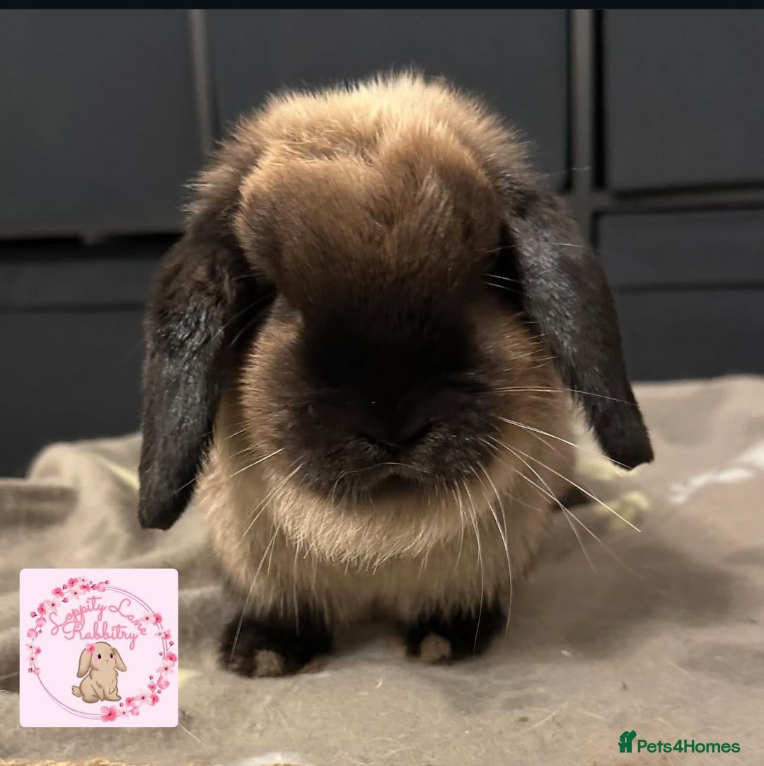Mini Lop rabbits for sale: Vaccinated Purebred Minilops  - Image 3