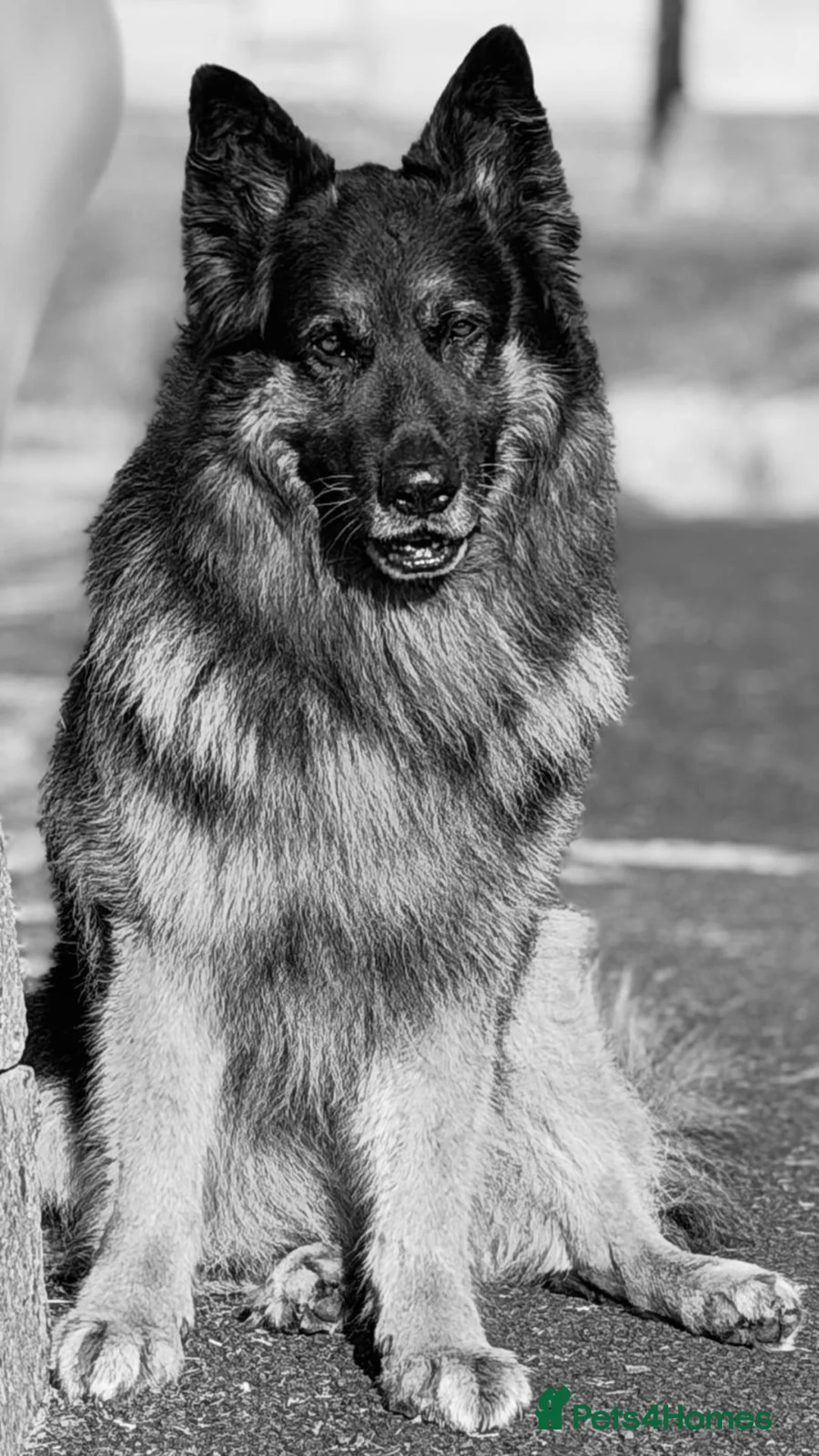 German Shepherd dogs for stud: Stud dog - Advert 2