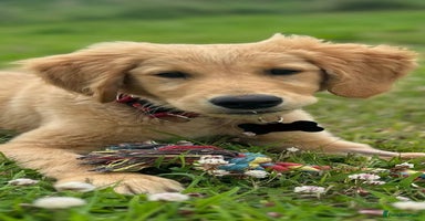 Golden Retriever dogs - Advert 2