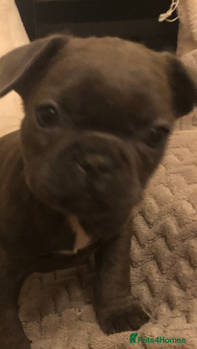 French Bulldog dogs QUALITY SOLID BLUE FRENCH BULLDOG PUPPIES  - Advert 2