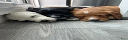 Sprocker dogs for sale: ✨Last white boy ready to Leave!✨Sprocker Spaniels✨ - Advert 21