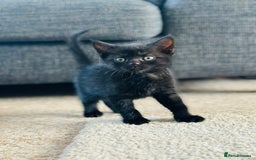 Mixed Breed cats for sale: Kittens for sale - Image 5