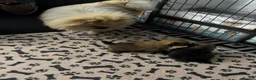 Pomeranian dogs for sale: 2 gorgeous little Pomeranian puppies for sale in Hartlepool - Advert 15