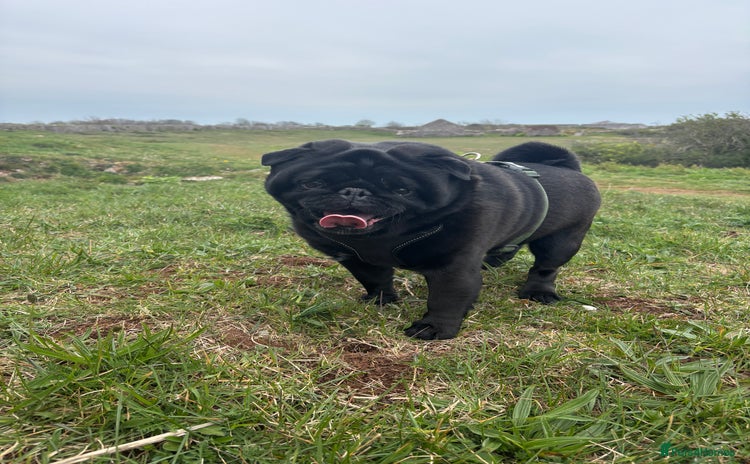 Pug dogs - Advert 1
