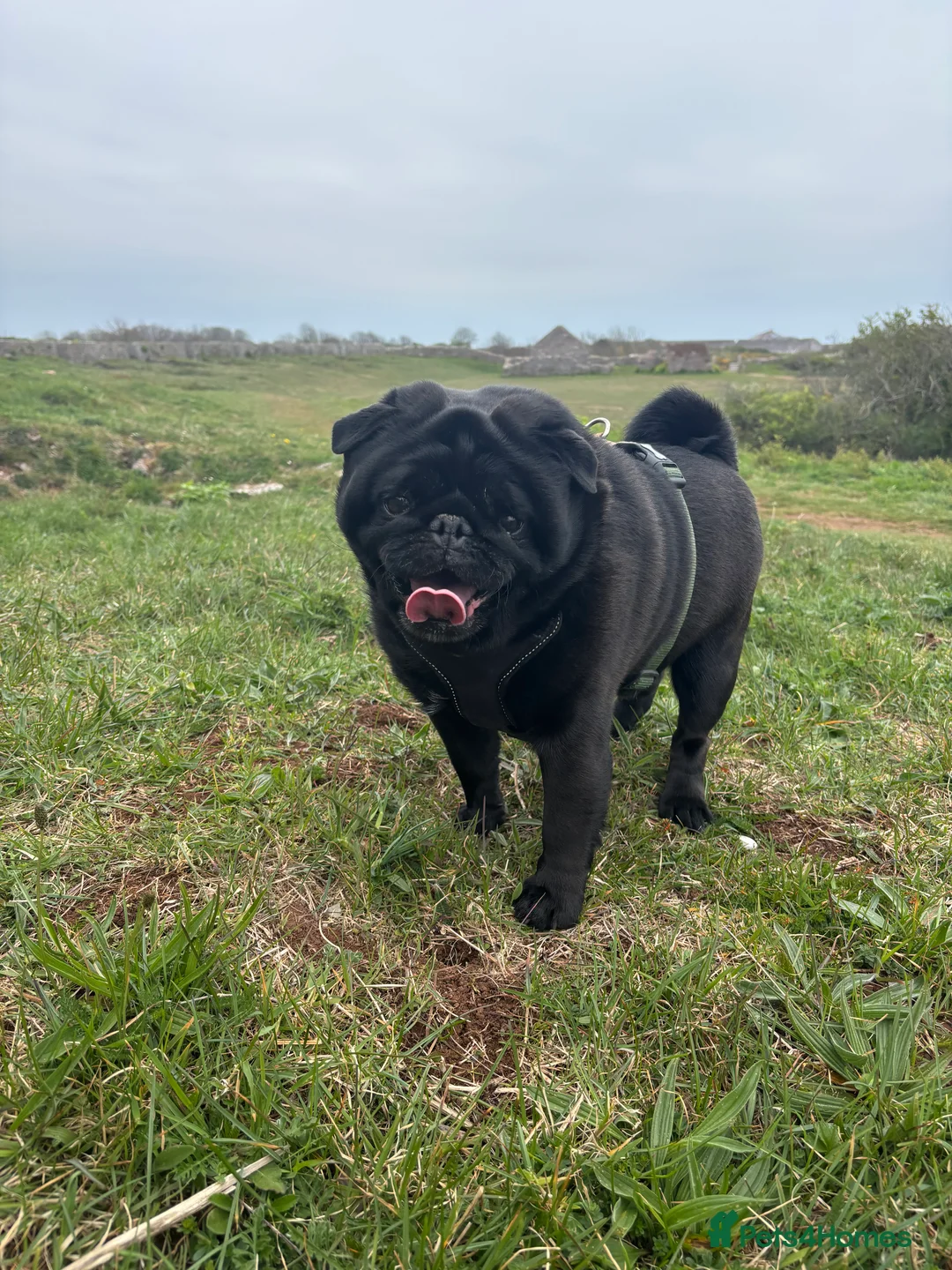 Pug dogs for stud: Kc registered pug available for stud  - Advert 1