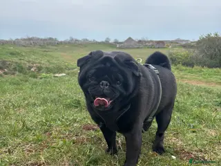 Pug dogs Kc registered pug available for stud - Advert 1