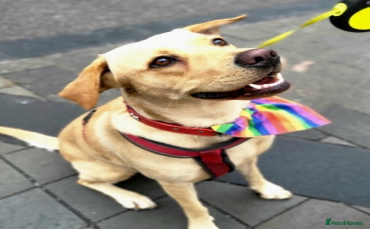 Labrador Retriever dogs - Advert 1