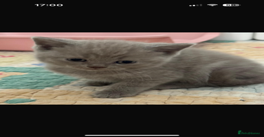 British Shorthair cats - Advert 7